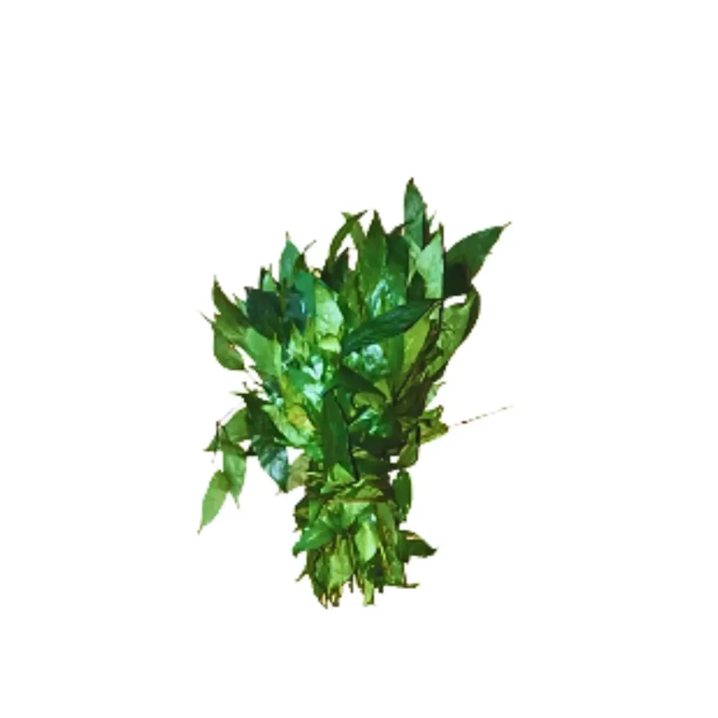 Afang Leaf